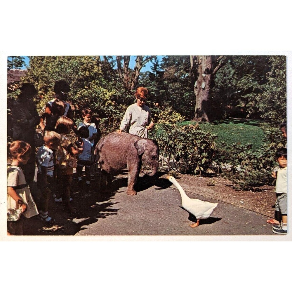 Goose Challenges Baby Elephant Children's Zoo Woodland Park Seattle‎ WA Postcard